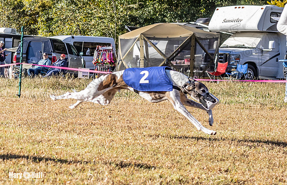 Program 1 Race 6 Violet RileyS Gambit Tissy Caracara-7633