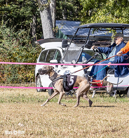 Program 1 Race 16 Romulus Maverick Grim Finely Margie-8092