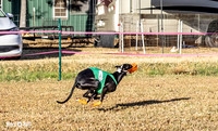 Program 1 Race 2 Hex Marlo Swiss-7498
