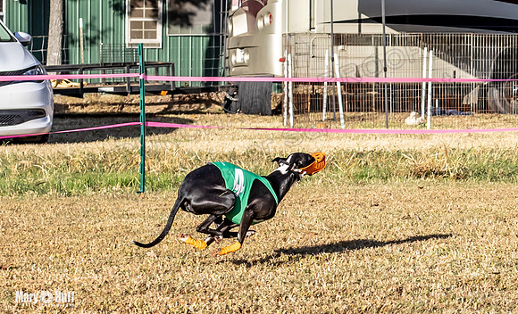 Program 1 Race 2 Hex Marlo Swiss-7498