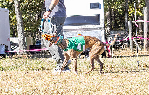 Program 1 Race 15 Brock Veela Dewey Wanda Alex-8023