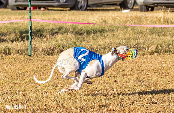 Program 1 Race 3 Bumble Mizuno Strummer Emma Soarin-7521
