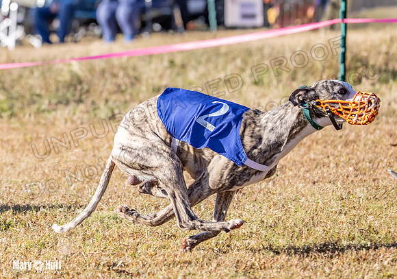 Program 1 Race 4 Lanie Jefe Bentley Zen Trillian-7555