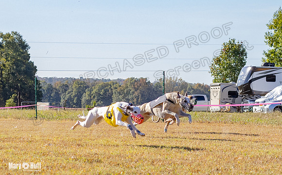 Program 1 Race 11 EllieMae Phantom Roadie Pedro Mimic-7874