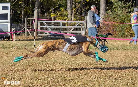 Program 1 Race 7 Shimmy Chuck Bacon Checkmate Sherlock-7676