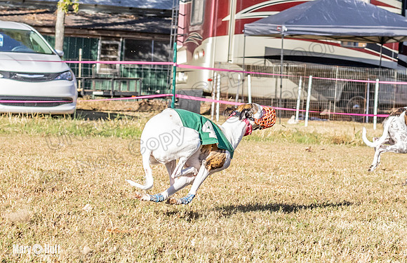 Program 1 Race 6 Violet RileyS Gambit Tissy Caracara-7643