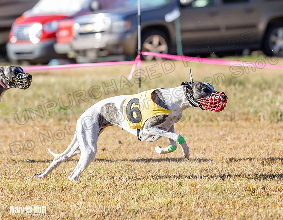 Program 1 Race 5 Bunny Bexley Teak Summer Ella-7595