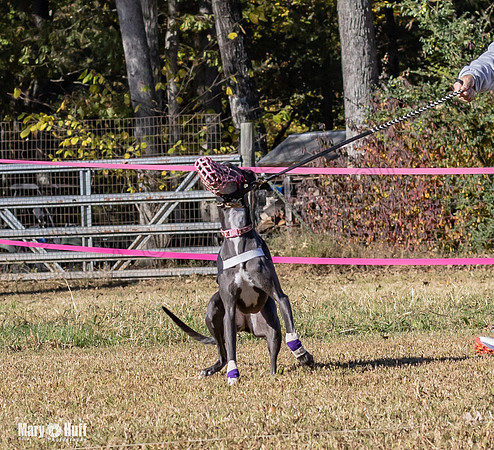 Program 1 Race 12 Tusi Elsa SweetnLow Sneakers Player-7893