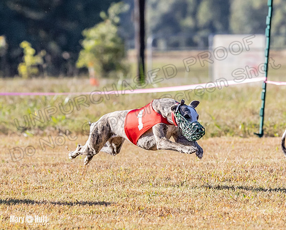 Program 1 Race 4 Lanie Jefe Bentley Zen Trillian-7547