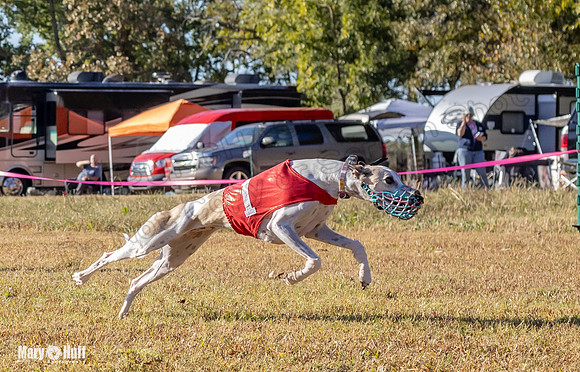 Program 1 Race 7 Shimmy Chuck Bacon Checkmate Sherlock-7659
