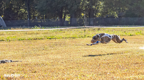 Program 1 Race 10 Wallie Remus Cerce Bender Darya Damsel-7817