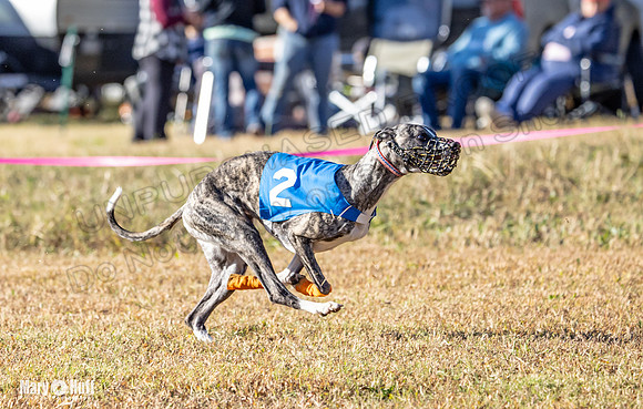 Program 1 Race 5 Bunny Bexley Teak Summer Ella-7597