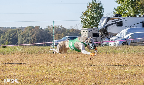 Program 1 Race 7 Shimmy Chuck Bacon Checkmate Sherlock-7658