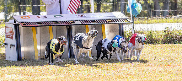 Program 2 Race 6 Bumble Piper Elsa Jefe Pedro Damsel-8348