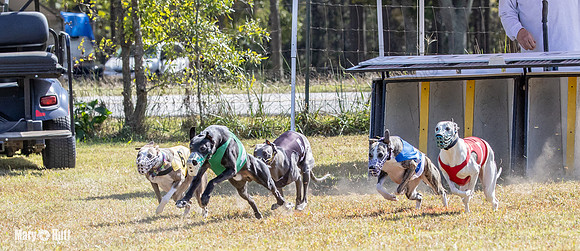 Program 2 Race 11 Bunny Trillian Grim Strummer Violet-8548