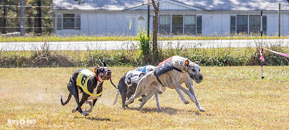 Program 2 Race 6 Bumble Piper Elsa Jefe Pedro Damsel-8361