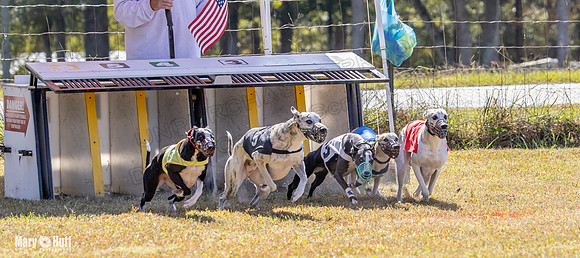 Program 2 Race 6 Bumble Piper Elsa Jefe Pedro Damsel-8349