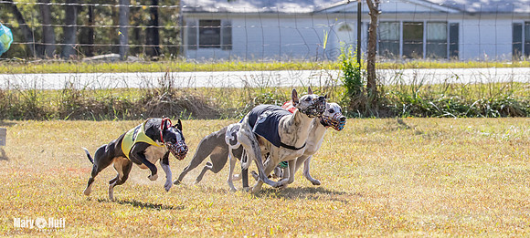 Program 2 Race 6 Bumble Piper Elsa Jefe Pedro Damsel-8359