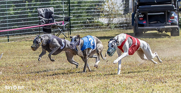 Program 2 Race 11 Bunny Trillian Grim Strummer Violet-8559