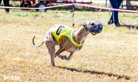 Program 2 Race 3 Zen Soarin Gambit Mizuno Summer Teak-8257