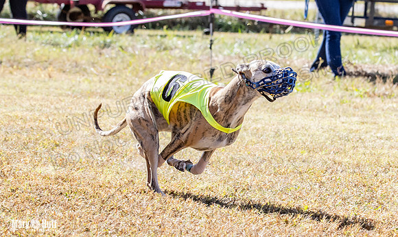 Program 2 Race 3 Zen Soarin Gambit Mizuno Summer Teak-8257
