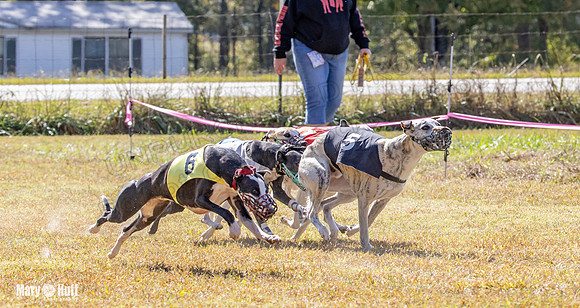 Program 2 Race 6 Bumble Piper Elsa Jefe Pedro Damsel-8366