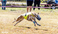 Program 2 Race 3 Zen Soarin Gambit Mizuno Summer Teak-8255