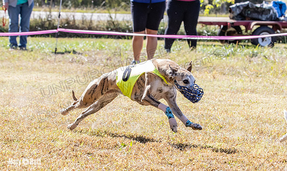 Program 2 Race 3 Zen Soarin Gambit Mizuno Summer Teak-8255