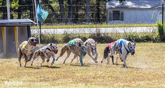 Program 2 Race 4 Sid Sherlock Raz Checkmate CaraCara Stripe-8276