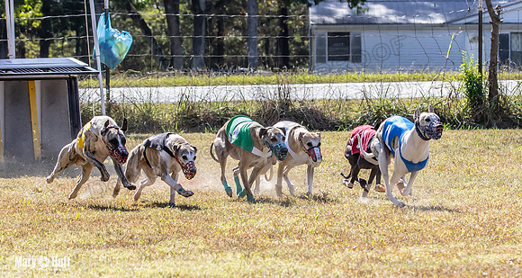 Program 2 Race 4 Sid Sherlock Raz Checkmate CaraCara Stripe-8277