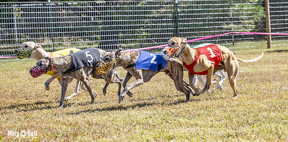 Program 2 Race 10 Jethro Alex Pearl Veela Maverick-8521