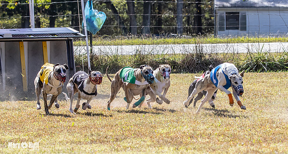 Program 2 Race 4 Sid Sherlock Raz Checkmate CaraCara Stripe-8275