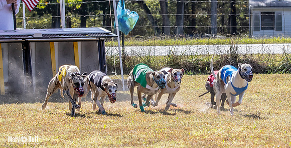 Program 2 Race 4 Sid Sherlock Raz Checkmate CaraCara Stripe-8274