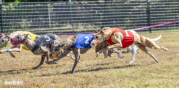 Program 2 Race 10 Jethro Alex Pearl Veela Maverick-8522