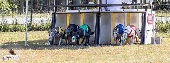 Program 2 Race 11 Bunny Trillian Grim Strummer Violet-8539