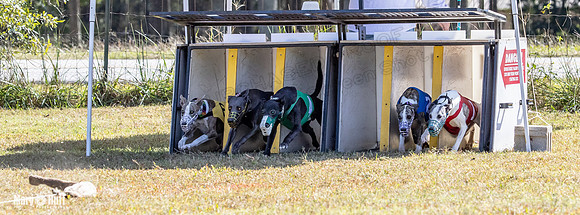 Program 2 Race 11 Bunny Trillian Grim Strummer Violet-8538