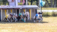 Program 2 Race 4 Sid Sherlock Raz Checkmate CaraCara Stripe-8266