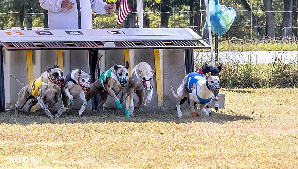 Program 2 Race 4 Sid Sherlock Raz Checkmate CaraCara Stripe-8266