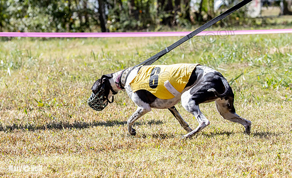 Program 2 Race 5 DArya Clara Swizzle Tusi-8293