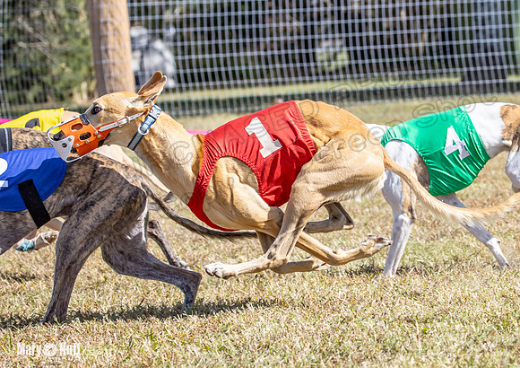 Program 2 Race 10 Jethro Alex Pearl Veela Maverick-8528