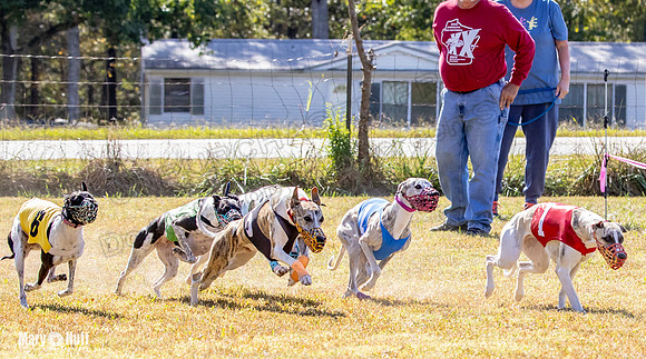 Program 2 Race 5 DArya Clara Swizzle Tusi-8324