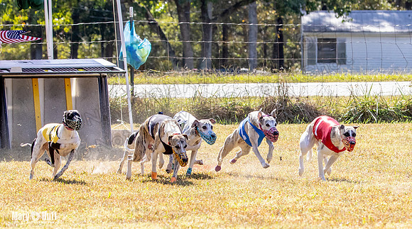 Program 2 Race 5 DArya Clara Swizzle Tusi-8318