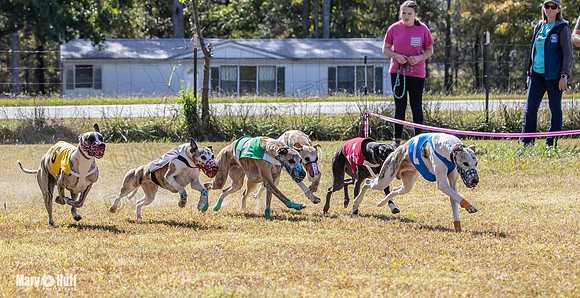 Program 2 Race 4 Sid Sherlock Raz Checkmate CaraCara Stripe-8283