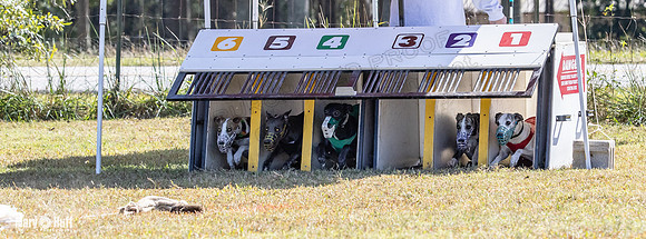 Program 2 Race 11 Bunny Trillian Grim Strummer Violet-8536