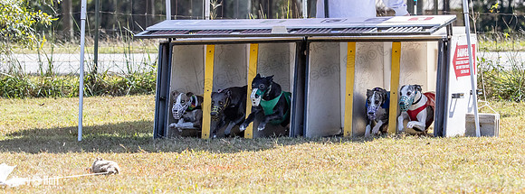 Program 2 Race 11 Bunny Trillian Grim Strummer Violet-8537