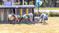 Program 2 Race 4 Sid Sherlock Raz Checkmate CaraCara Stripe-8269