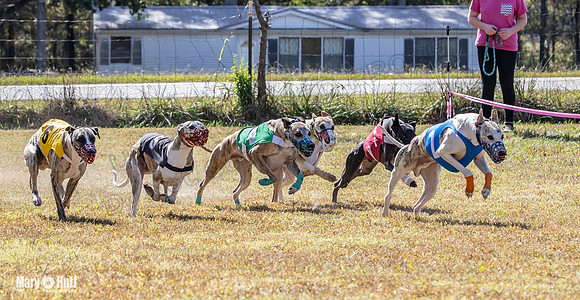 Program 2 Race 4 Sid Sherlock Raz Checkmate CaraCara Stripe-8282