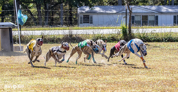 Program 2 Race 4 Sid Sherlock Raz Checkmate CaraCara Stripe-8279