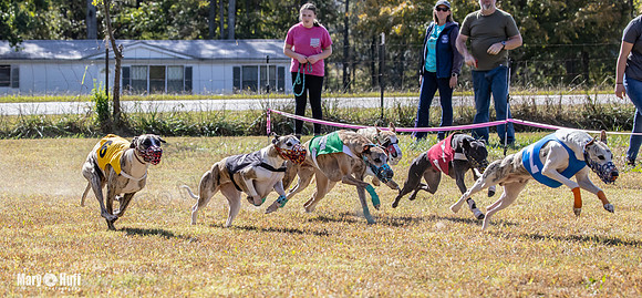 Program 2 Race 4 Sid Sherlock Raz Checkmate CaraCara Stripe-8286