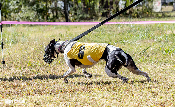 Program 2 Race 5 DArya Clara Swizzle Tusi-8294